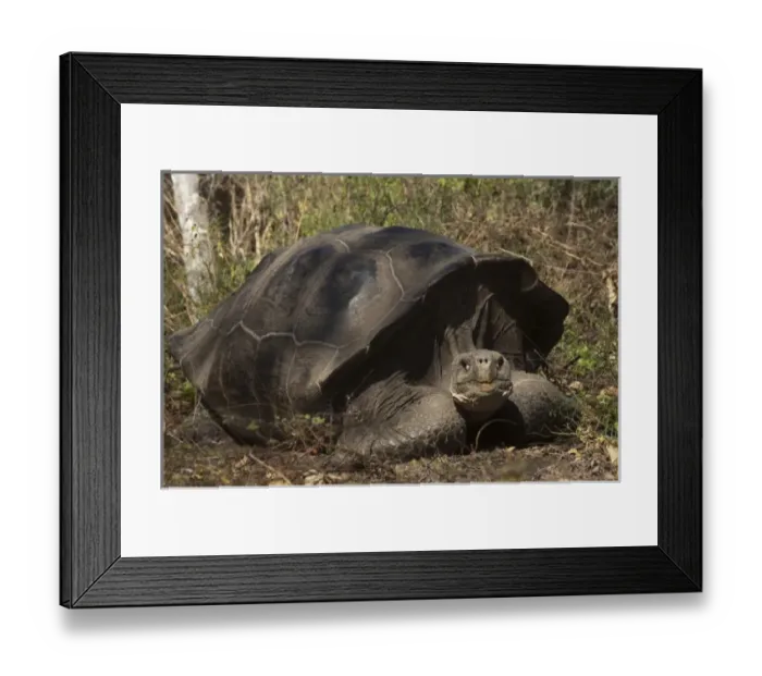Framed Print : Central America, Ecuador Framed Print : Central America, Ecuador