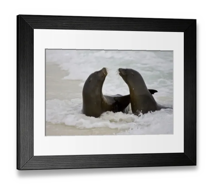 Framed Print : Ecuador. Sea lions play in the surf on a beach in the Galapagos Islands Framed Print : Ecuador. Sea lions play in the surf on a beach in the Galapagos Islands