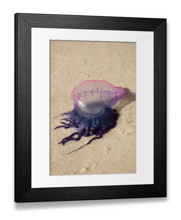 Framed Print : Portuguese Man o War Jellyfish (Pgysalia physalis) Turneffe Caye, Belize (RF)