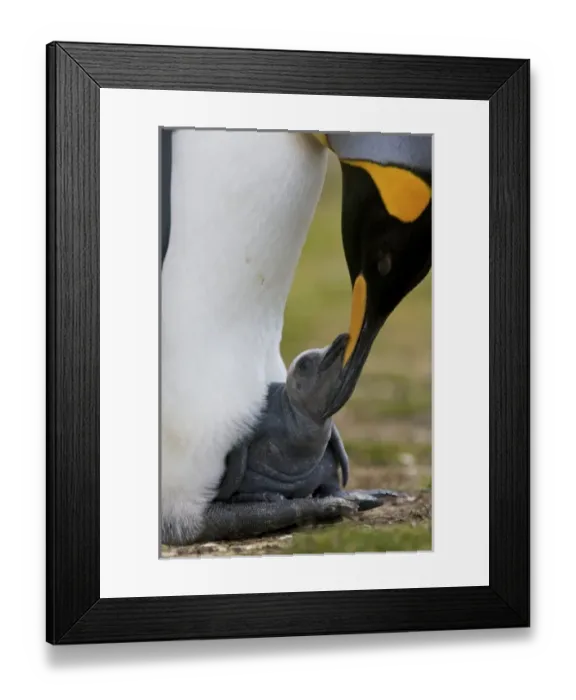 Framed Print : South America, Falkland Islands Framed Print : South America, Falkland Islands