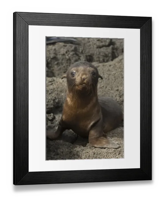 Framed Print : Central America, Ecuador Framed Print : Central America, Ecuador