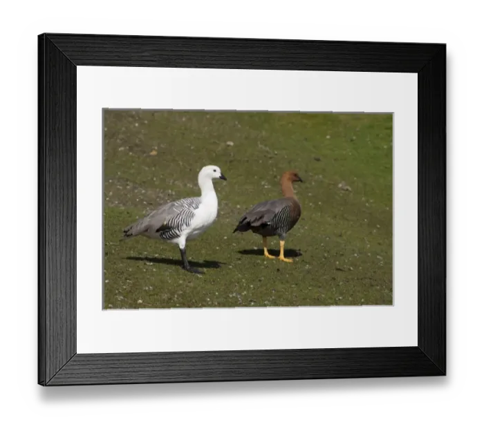 Framed Print : Falkland Islands, West Falkland, Saunders Island. Pair of Upland geese (wild: Chloephaga Framed Print : Falkland Islands, West Falkland, Saunders Island. Pair of Upland geese (wild: Chloephaga