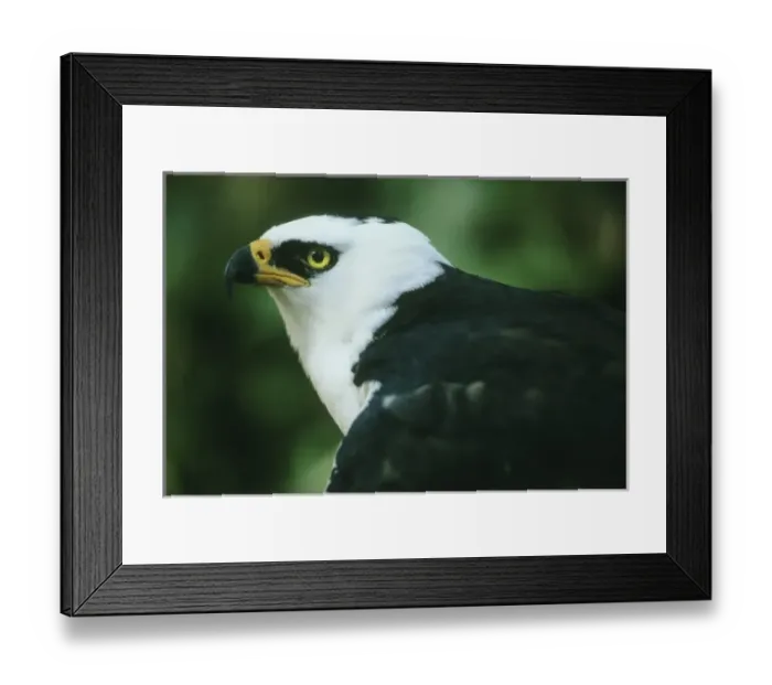 Framed Print : Black and White Hawk, Eagle, (Espizaetus melanoleucus), portrait in captivity, Atlantic Forets Framed Print : Black and White Hawk, Eagle, (Espizaetus melanoleucus), portrait in captivity, Atlantic Forets