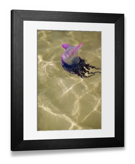 Framed Print : Central America, Belize Framed Print : Central America, Belize