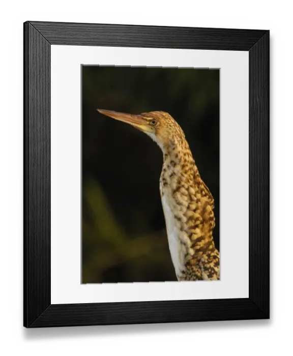 Framed Print : Central America, Ecuador Framed Print : Central America, Ecuador
