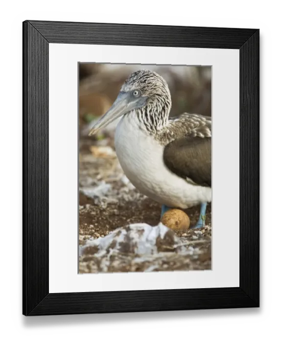 Framed Print : Central America, Ecuador Framed Print : Central America, Ecuador