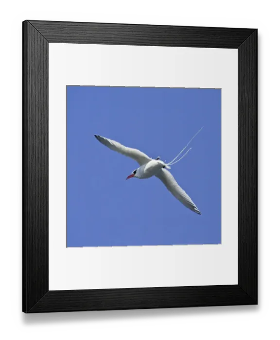 Framed Print : Ecuador. A red-billed Tropicbird in flight at Espaniola Island in the Galapagos