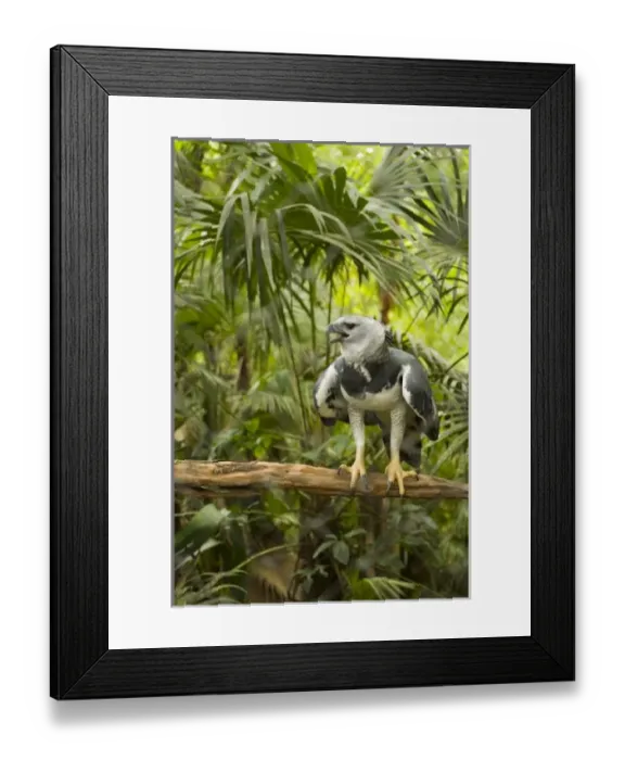Framed Print : Central America, Belize Framed Print : Central America, Belize