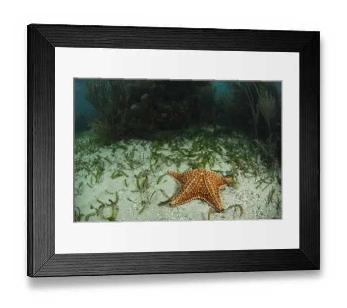 Framed Print : Cushion Sea Star (Oreaster reticulatus) Coral Reef Island, Belize Barrier Reef. Second Framed Print : Cushion Sea Star (Oreaster reticulatus) Coral Reef Island, Belize Barrier Reef. Second
