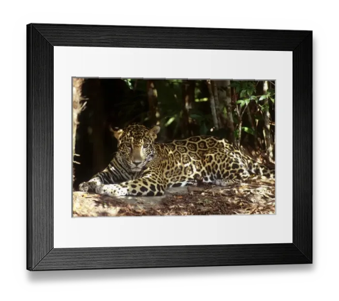 Framed Print : Central America, Belize