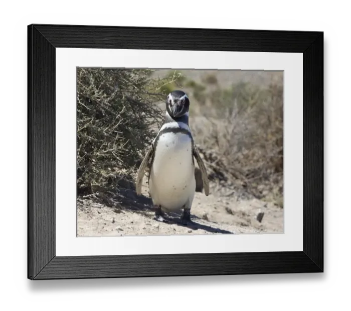 Framed Print : South America, Argentina Framed Print : South America, Argentina