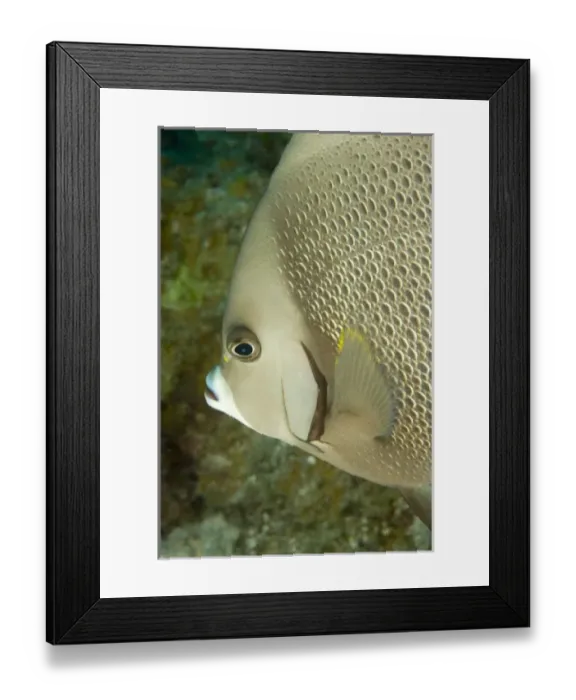 Framed Print : Central America, Belize