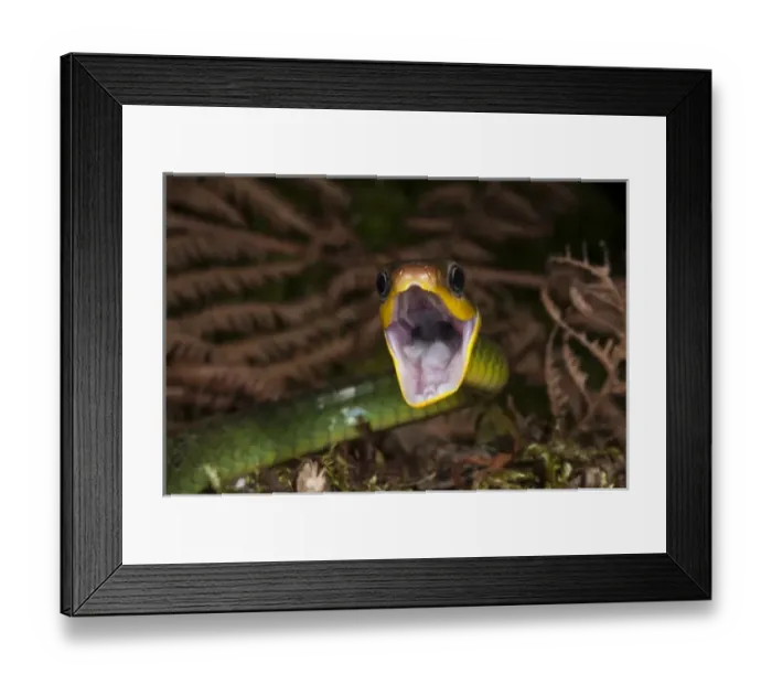 Framed Print : Central America, Ecuador Framed Print : Central America, Ecuador