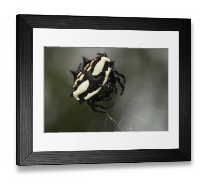 Framed Print : Star Spider (Gasteracantha servillei) Puerto Ayora, Santa Cruz Island, Galapagos Islands, Ecuador Framed Print : Star Spider (Gasteracantha servillei) Puerto Ayora, Santa Cruz Island, Galapagos Islands, Ecuador