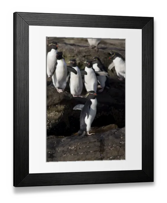 Framed Print : Falkland Islands, West Falkland, Saunders Island. Southern Rockhopper penguins (wild Framed Print : Falkland Islands, West Falkland, Saunders Island. Southern Rockhopper penguins (wild