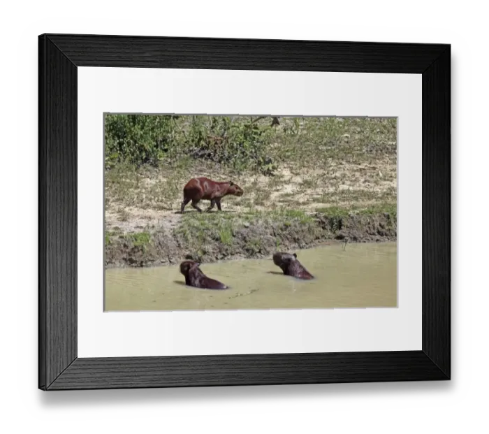Framed Print : South America, Brazil Framed Print : South America, Brazil