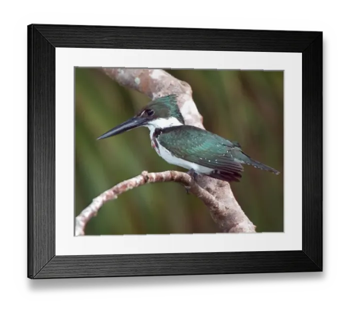 Framed Print : South America, Brazil, Pantanal. Green kingfisher perched on tree limb