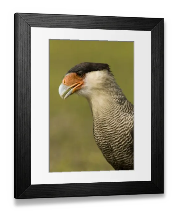 Framed Print : Crested Caracara, Polyborus plancus, as it scans ground for food. Pantanal, Brazil Framed Print : Crested Caracara, Polyborus plancus, as it scans ground for food. Pantanal, Brazil