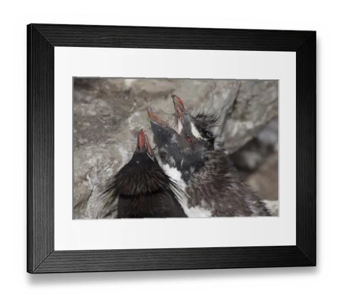 Framed Print : Falkland Islands, West Falkland, West Point Island aka Albatross Island. Southern