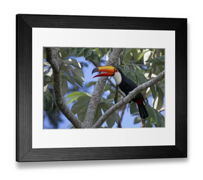 Framed Print : South America, Brazil, Pantanal. A Toco Toucan overlooks the Aquidauana River of the Pantanal