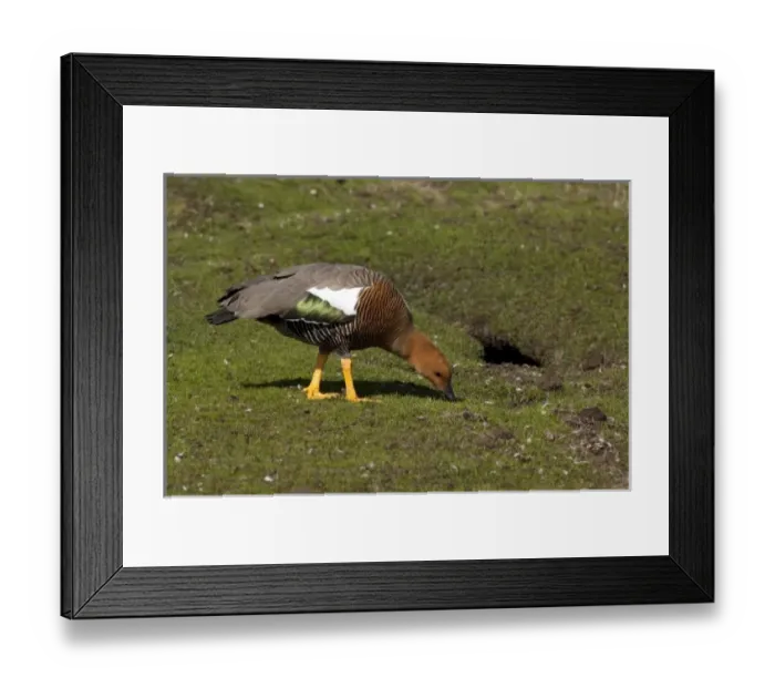 Framed Print : Falkland Islands, West Falkland, Saunders Island. Female Upland goose (wild: Chloephaga Framed Print : Falkland Islands, West Falkland, Saunders Island. Female Upland goose (wild: Chloephaga