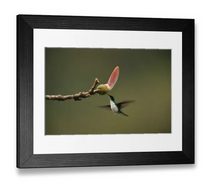 Framed Print : Purple-crowned Fairy (Heliothryx barroti), Mindo, Cloud Forest, West slope of Andes, Ecuador Framed Print : Purple-crowned Fairy (Heliothryx barroti), Mindo, Cloud Forest, West slope of Andes, Ecuador