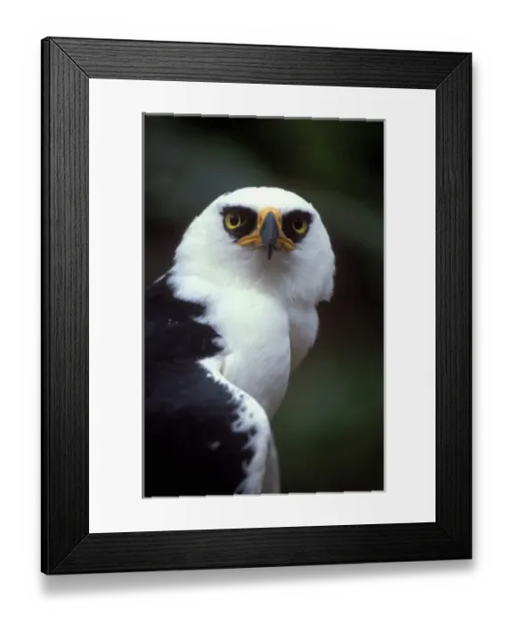 Framed Print : Eagle, Black & White Hawk (Espizaetus melanoleucus) portrait, Atlantic Forest, SE Brazil Framed Print : Eagle, Black & White Hawk (Espizaetus melanoleucus) portrait, Atlantic Forest, SE Brazil