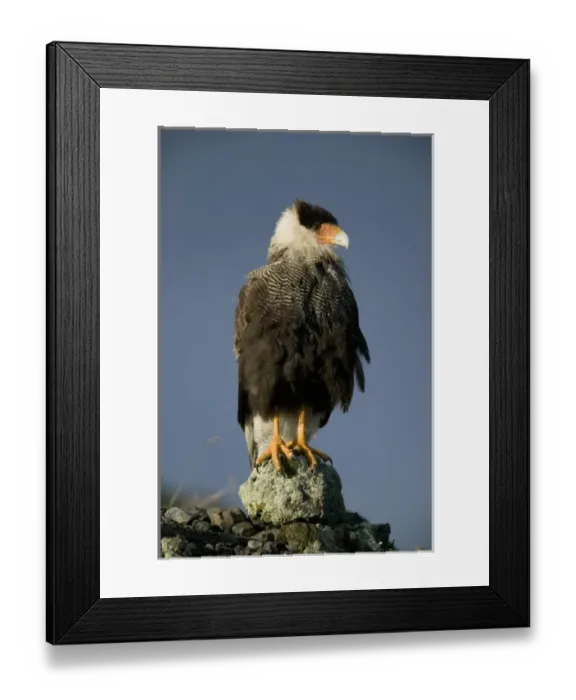 Framed Print : Crested Caracara, Polyborus plancus. Perched as it scans ground for food. Pantanal, Brazil Framed Print : Crested Caracara, Polyborus plancus. Perched as it scans ground for food. Pantanal, Brazil