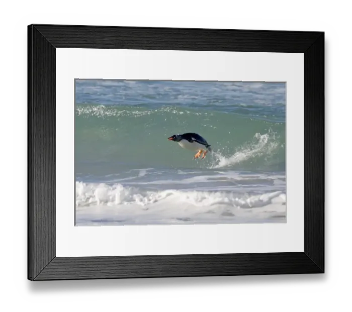 Framed Print : Falkland Islands, Saunders Island. A gentoo penguin porpoises out of a wave Framed Print : Falkland Islands, Saunders Island. A gentoo penguin porpoises out of a wave