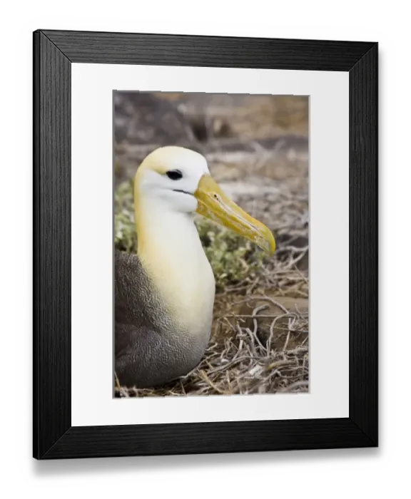 Framed Print : Central America, Ecuador Framed Print : Central America, Ecuador