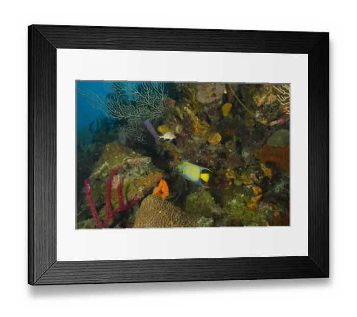 Framed Print : Queen Angelfish, colorful tropical reef, Half Moon Caye, World Heritage Site, Belize Framed Print : Queen Angelfish, colorful tropical reef, Half Moon Caye, World Heritage Site, Belize
