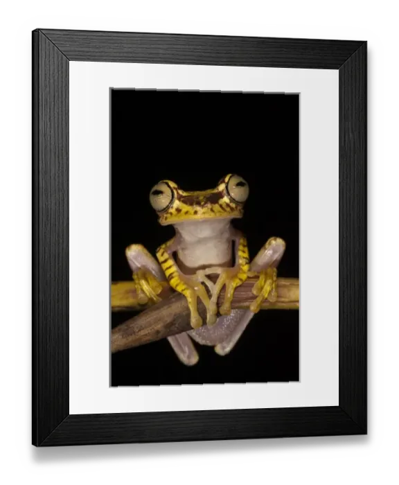 Framed Print : Imbabura Treefrog (Hypsiboas picturatus) captive, Choca Region of NW Ecuador Framed Print : Imbabura Treefrog (Hypsiboas picturatus) captive, Choca Region of NW Ecuador
