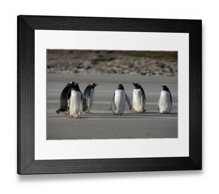 Framed Print : Falkland Islands, West Falkland, Saunders Island. Gentoo penguins (wild: Pygoscelis papua) on beach