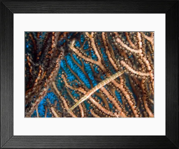 Framed Print : Trumpetfish (Aulostymous maculatus) among Deepwater Sea Fan Hol Chan Marine Preserve Framed Print : Trumpetfish (Aulostymous maculatus) among Deepwater Sea Fan Hol Chan Marine Preserve