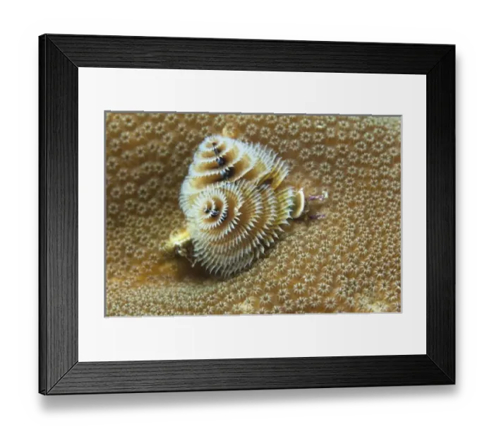 Framed Print : Central America, Belize Framed Print : Central America, Belize