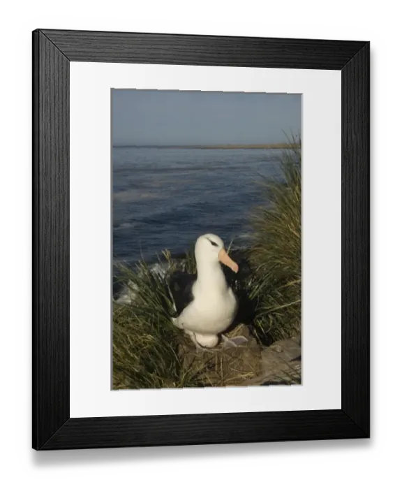 Framed Print : Black-browed Albatross (Thalassarche melanophrys) nesting onKeppel Island, off north Framed Print : Black-browed Albatross (Thalassarche melanophrys) nesting onKeppel Island, off north