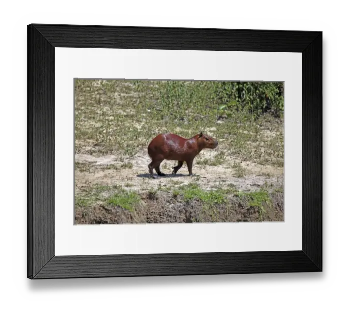 Framed Print : South America, Brazil Framed Print : South America, Brazil