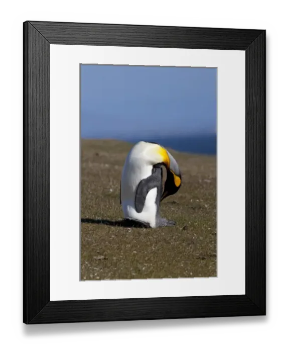 Framed Print : Falkland Islands, West Falkland, Saunders Island. King penguins (wild: Aptenodytes Framed Print : Falkland Islands, West Falkland, Saunders Island. King penguins (wild: Aptenodytes