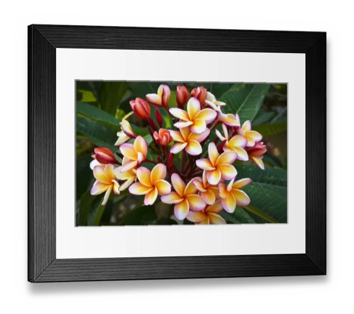Framed Print : Central America, Belize