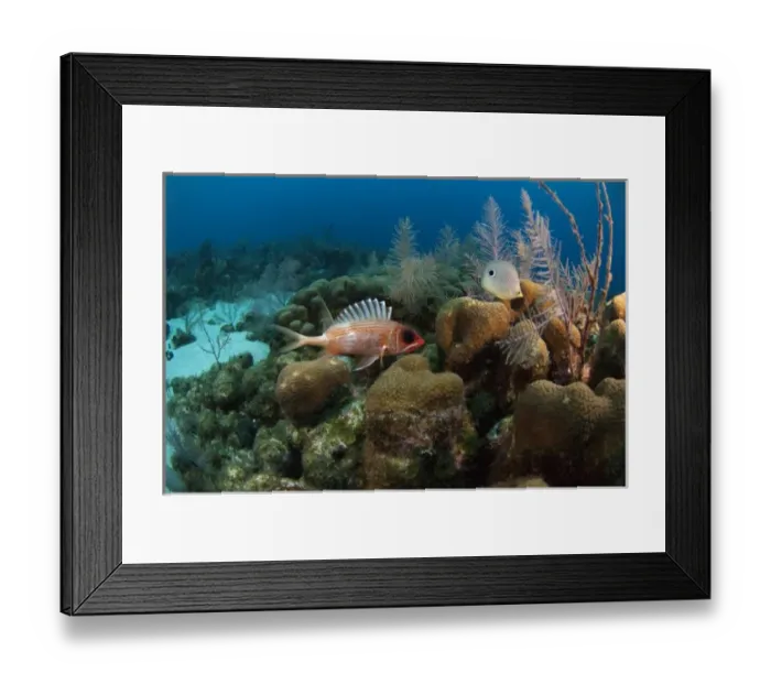 Framed Print : Longspine squirrelfish (Holocentrus rufus) Coral Reef Island, Belize Barrier Reef