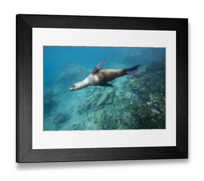 Framed Print : Ecuador, Galapagos Islands National Park, Bartolome Island, Underwater view of Galapagos Sea Lion Framed Print : Ecuador, Galapagos Islands National Park, Bartolome Island, Underwater view of Galapagos Sea Lion
