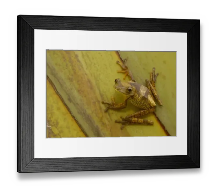 Framed Print : Central America, Ecuador Framed Print : Central America, Ecuador