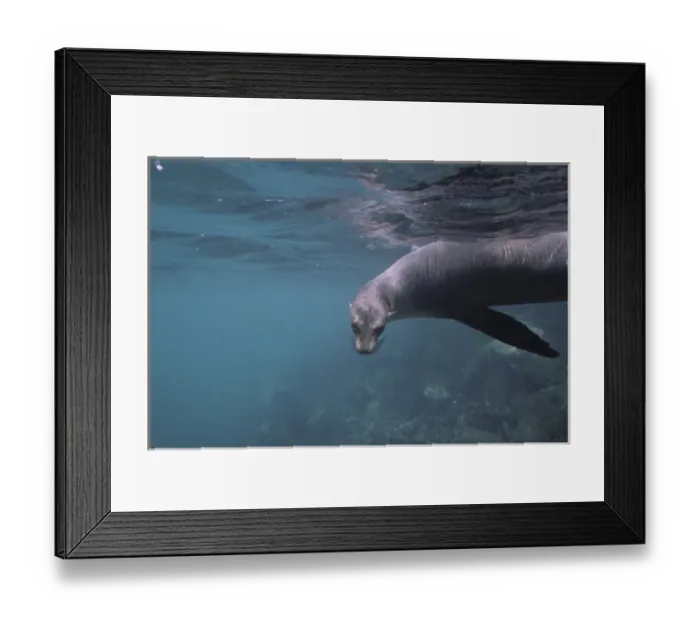 Framed Print : Ecuador, Galapagos Islands, Galapagos Sea Lion (Zalophus californianus) swimming