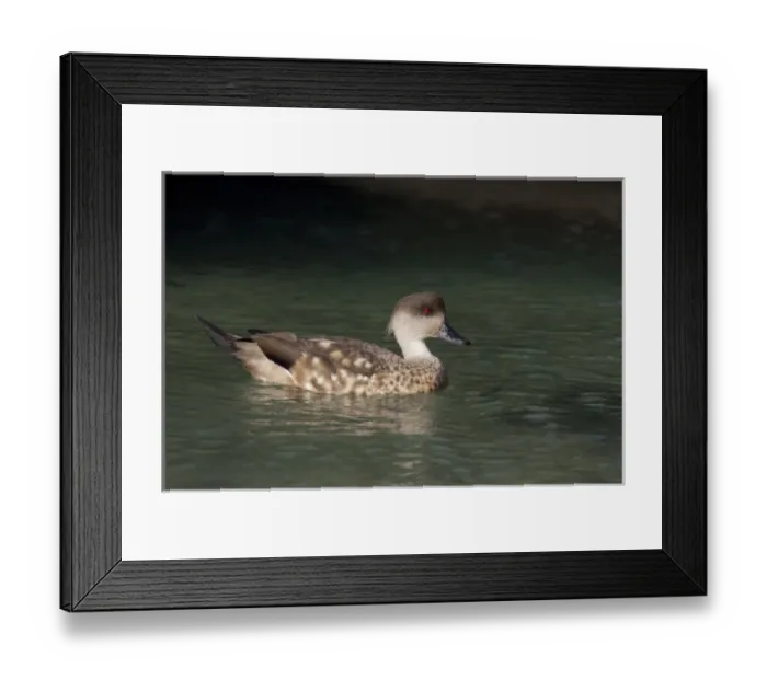 Framed Print : South America, Falkland Islands Framed Print : South America, Falkland Islands