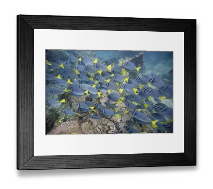 Framed Print : Ecuador, Galapagos Islands National Park, Bartolome Island, Underwater view of Yellowtail Framed Print : Ecuador, Galapagos Islands National Park, Bartolome Island, Underwater view of Yellowtail
