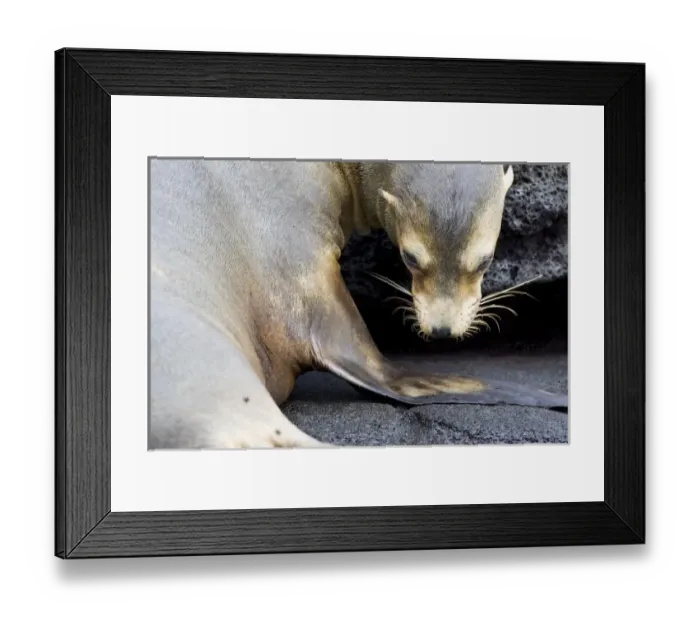 Framed Print : Central America, Ecuador Framed Print : Central America, Ecuador