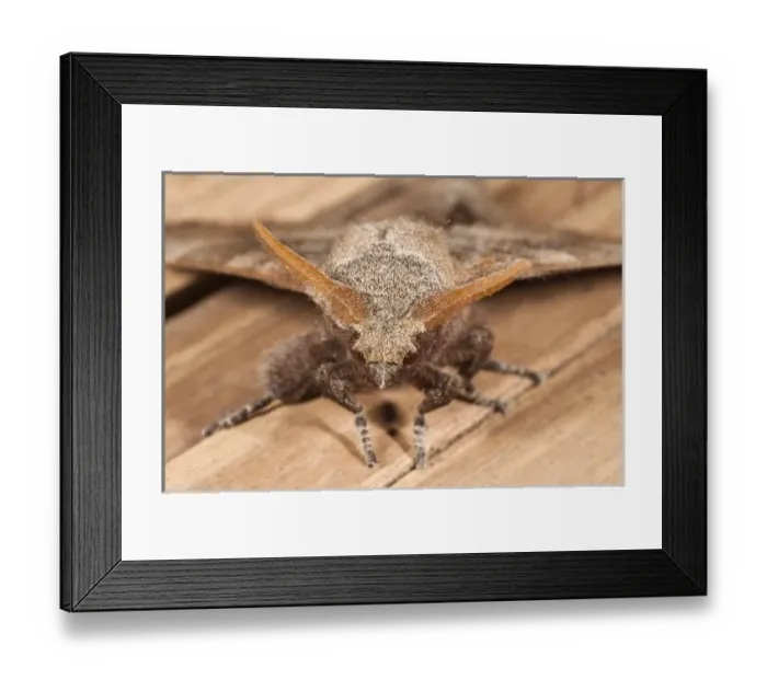 Framed Print : Central America, Ecuador