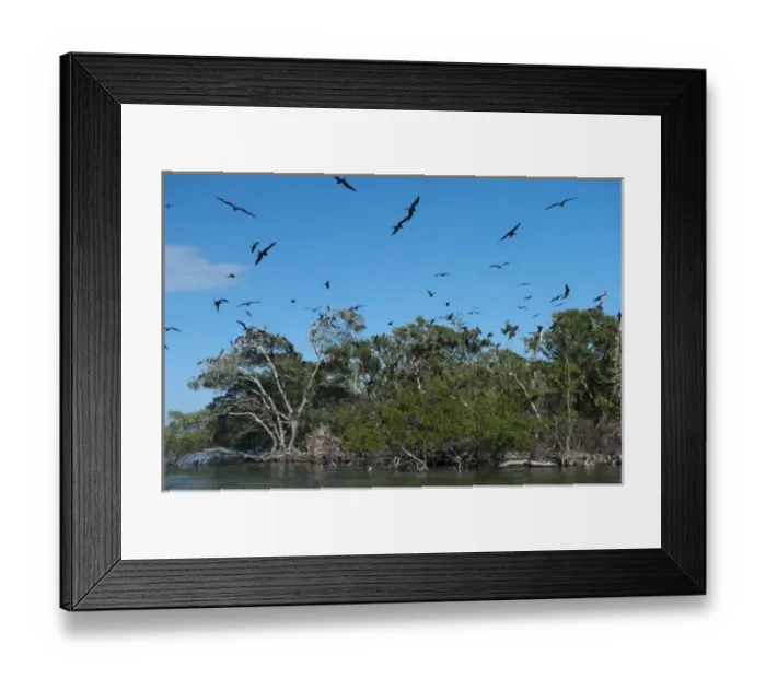 Framed Print : Magnificent Frigatebird (Fregata magnificens). Man O War Cay, Belize, Central America Framed Print : Magnificent Frigatebird (Fregata magnificens). Man O War Cay, Belize, Central America