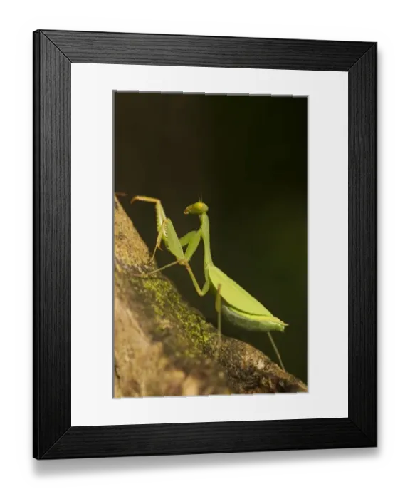 Framed Print : Central America, Ecuador Framed Print : Central America, Ecuador