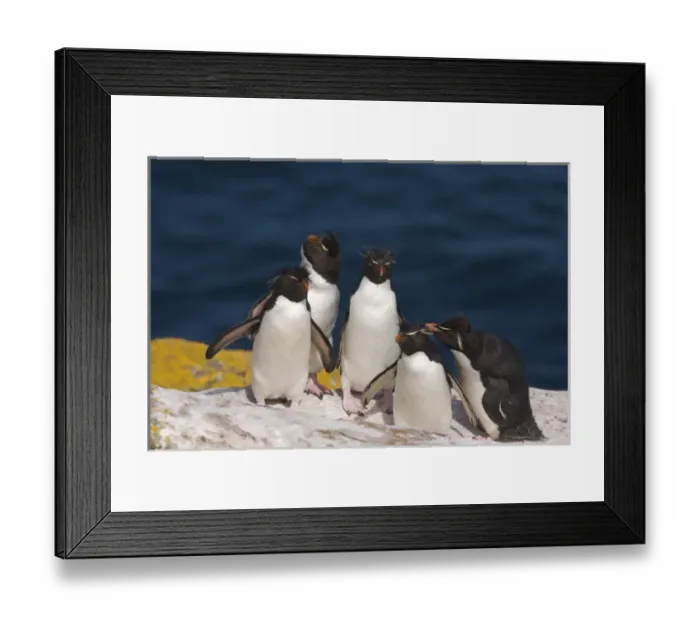 Framed Print : South America, Falkland Islands